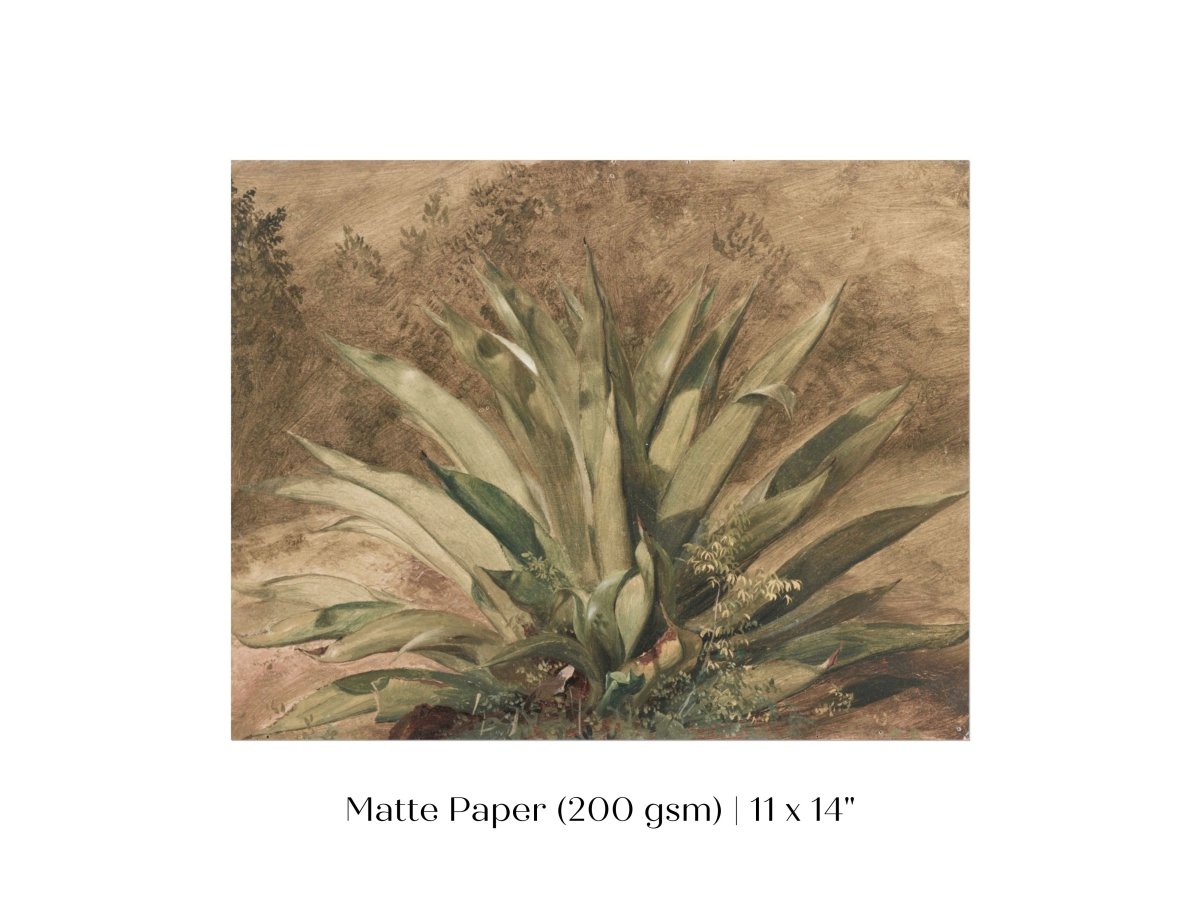 Century Plant | P371 - Single Art Prints - Piccolo Fiore Prints