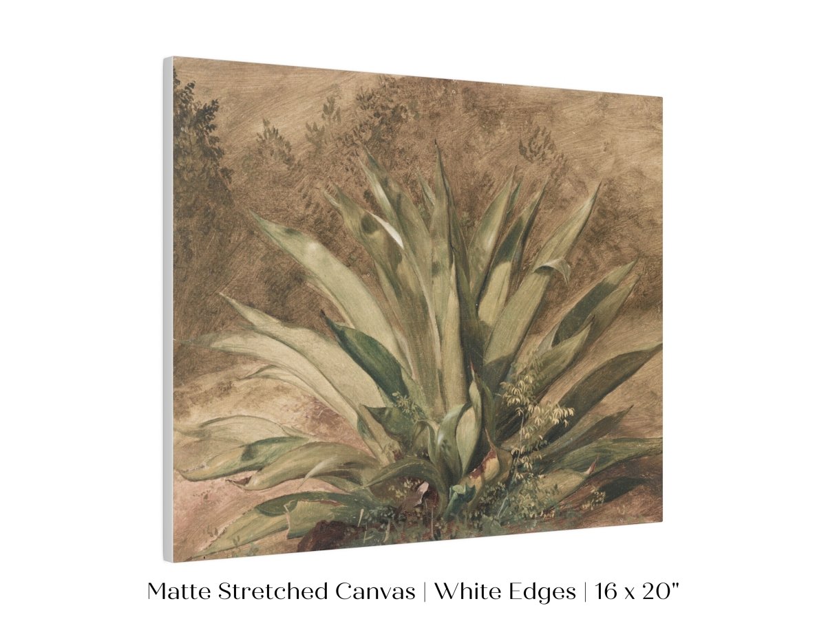 Century Plant | P371 - Single Art Prints - Piccolo Fiore Prints