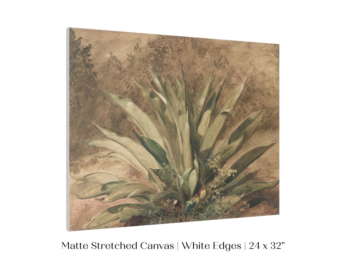 Century Plant | P371 - Single Art Prints - Piccolo Fiore Prints