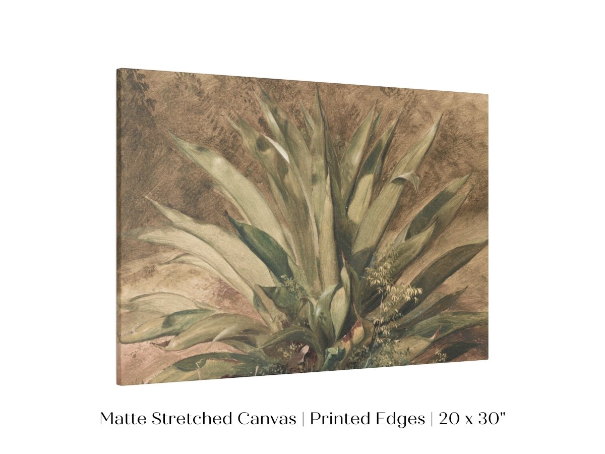 Century Plant | P371 - Single Art Prints - Piccolo Fiore Prints