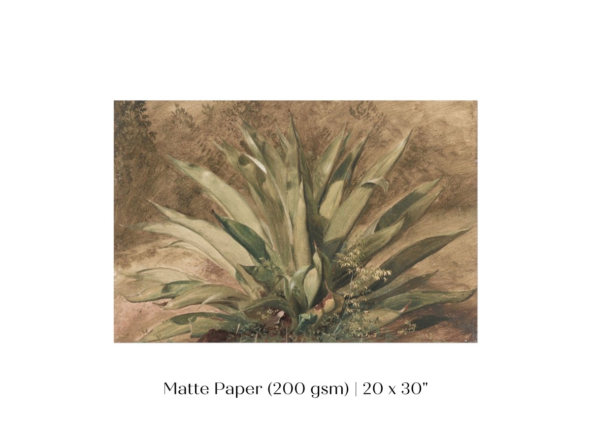 Century Plant | P371 - Single Art Prints - Piccolo Fiore Prints