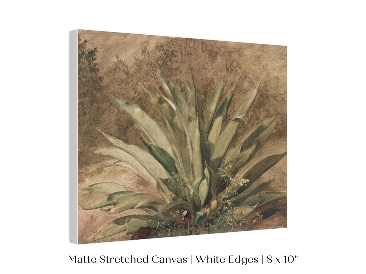 Century Plant | P371 - Single Art Prints - Piccolo Fiore Prints