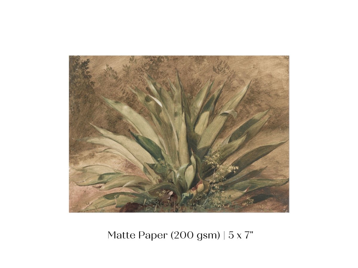 Century Plant | P371 - Single Art Prints - Piccolo Fiore Prints