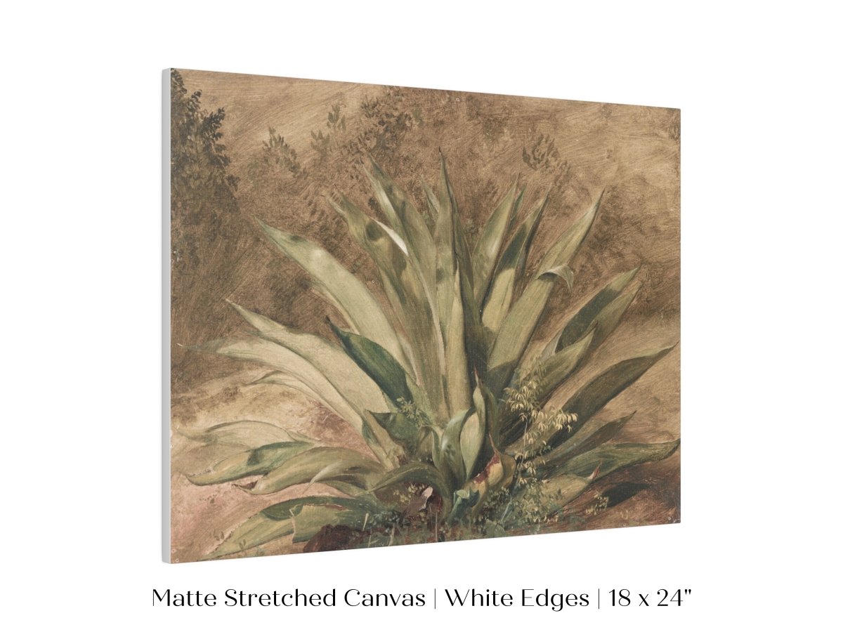 Century Plant | P371 - Single Art Prints - Piccolo Fiore Prints