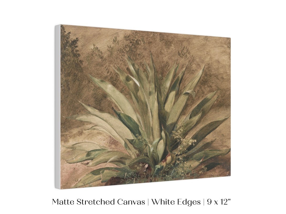 Century Plant | P371 - Single Art Prints - Piccolo Fiore Prints