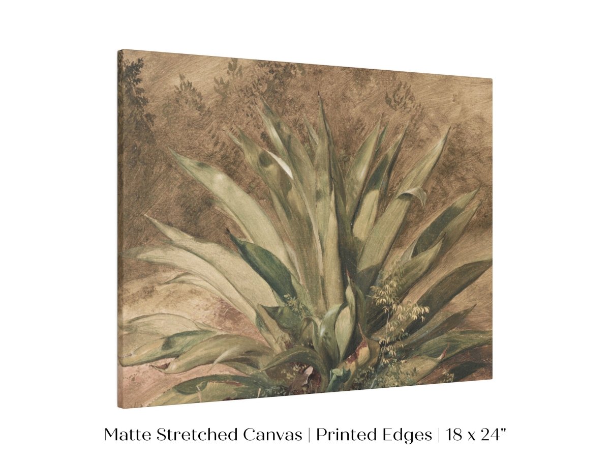 Century Plant | P371 - Single Art Prints - Piccolo Fiore Prints