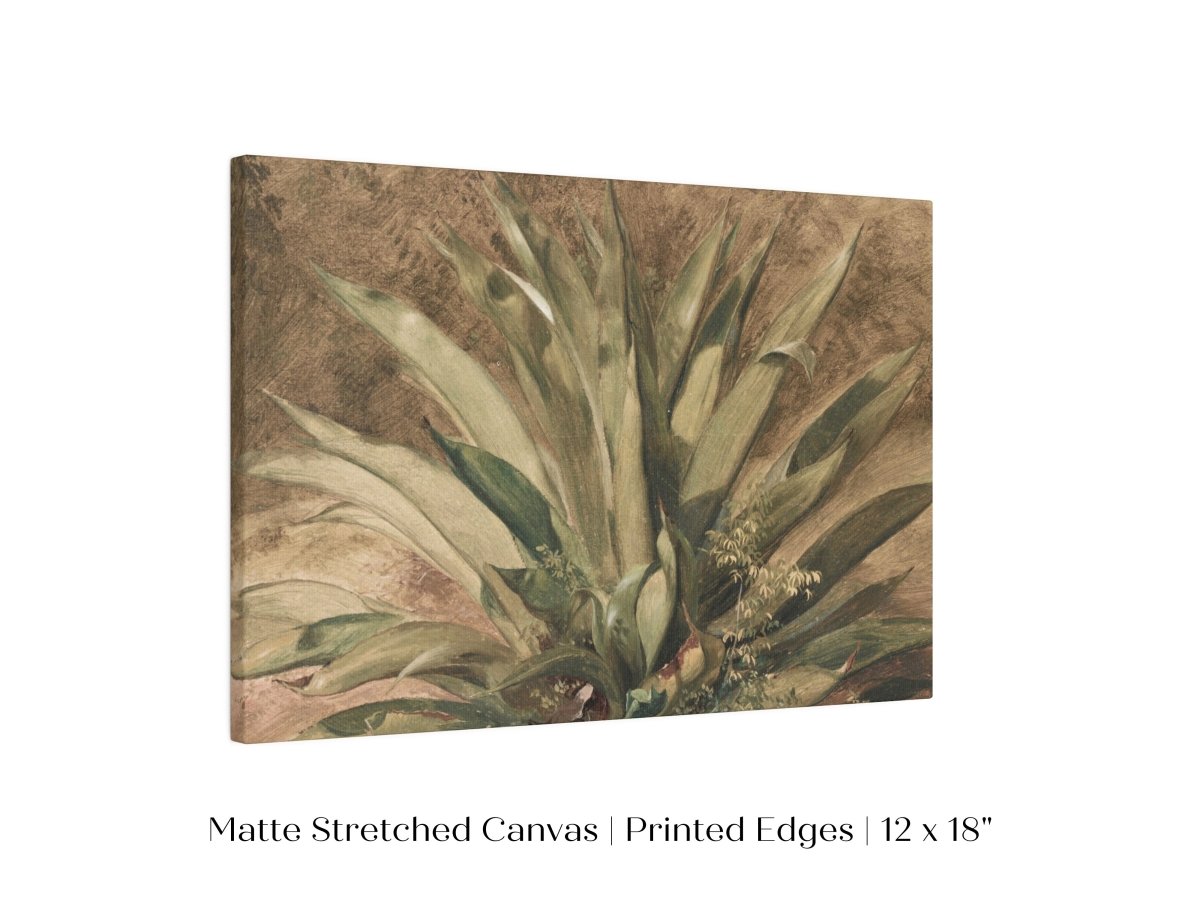 Century Plant | P371 - Single Art Prints - Piccolo Fiore Prints