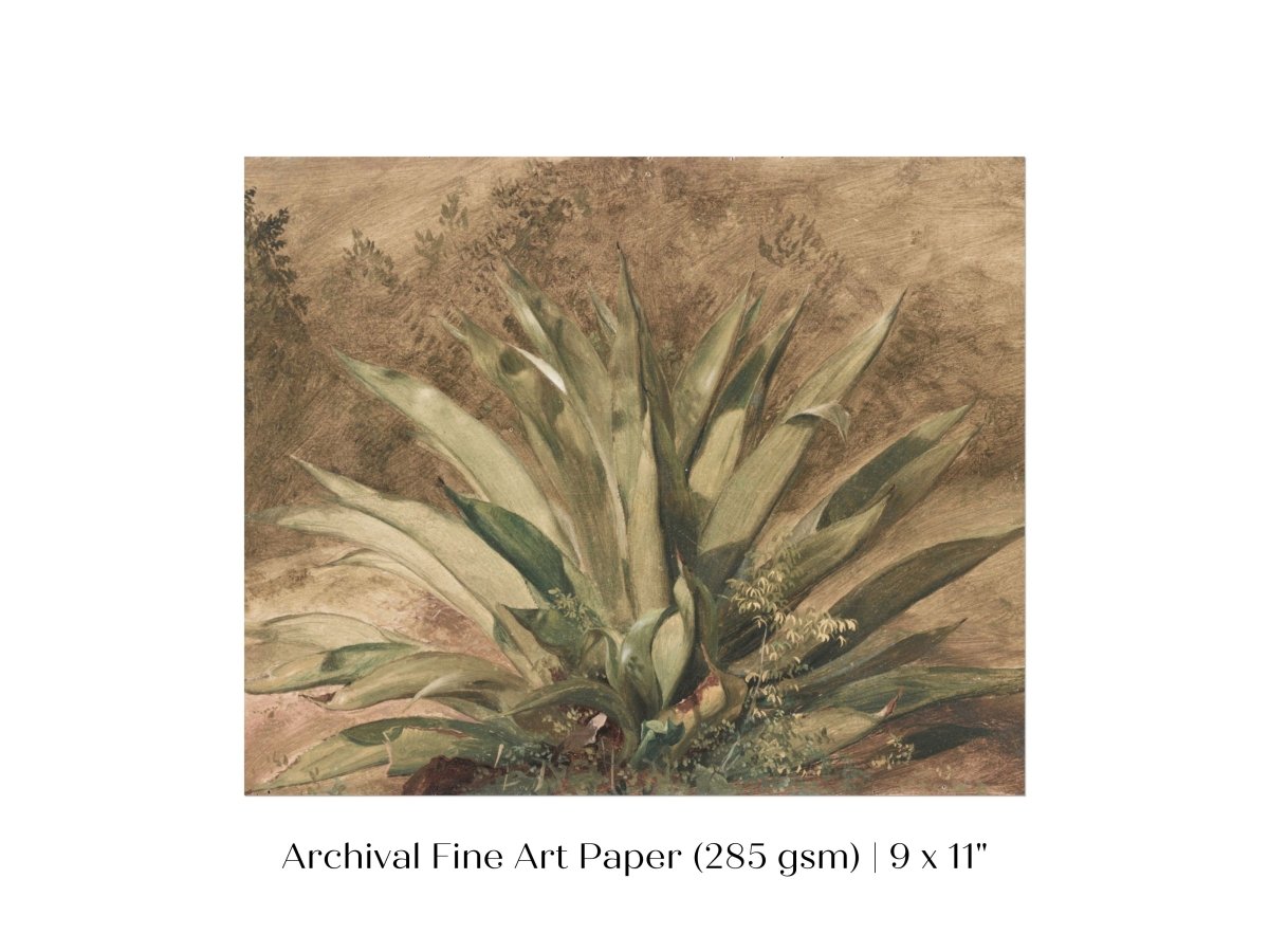 Century Plant | P371 - Single Art Prints - Piccolo Fiore Prints