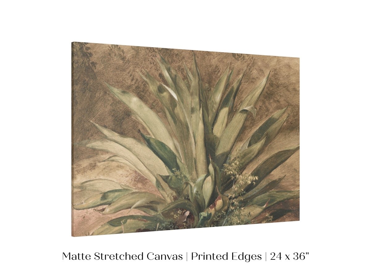 Century Plant | P371 - Single Art Prints - Piccolo Fiore Prints