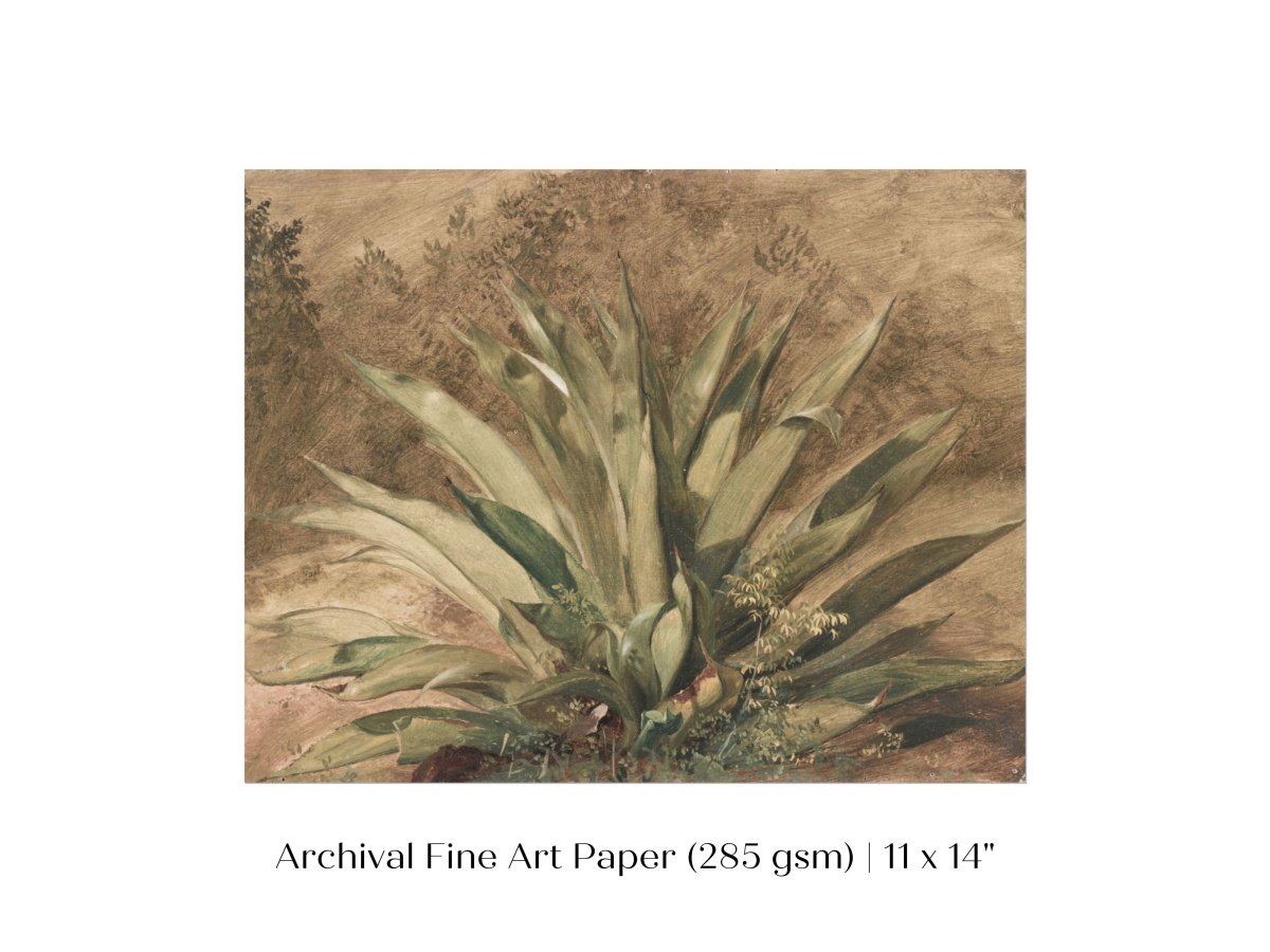 Century Plant | P371 - Single Art Prints - Piccolo Fiore Prints