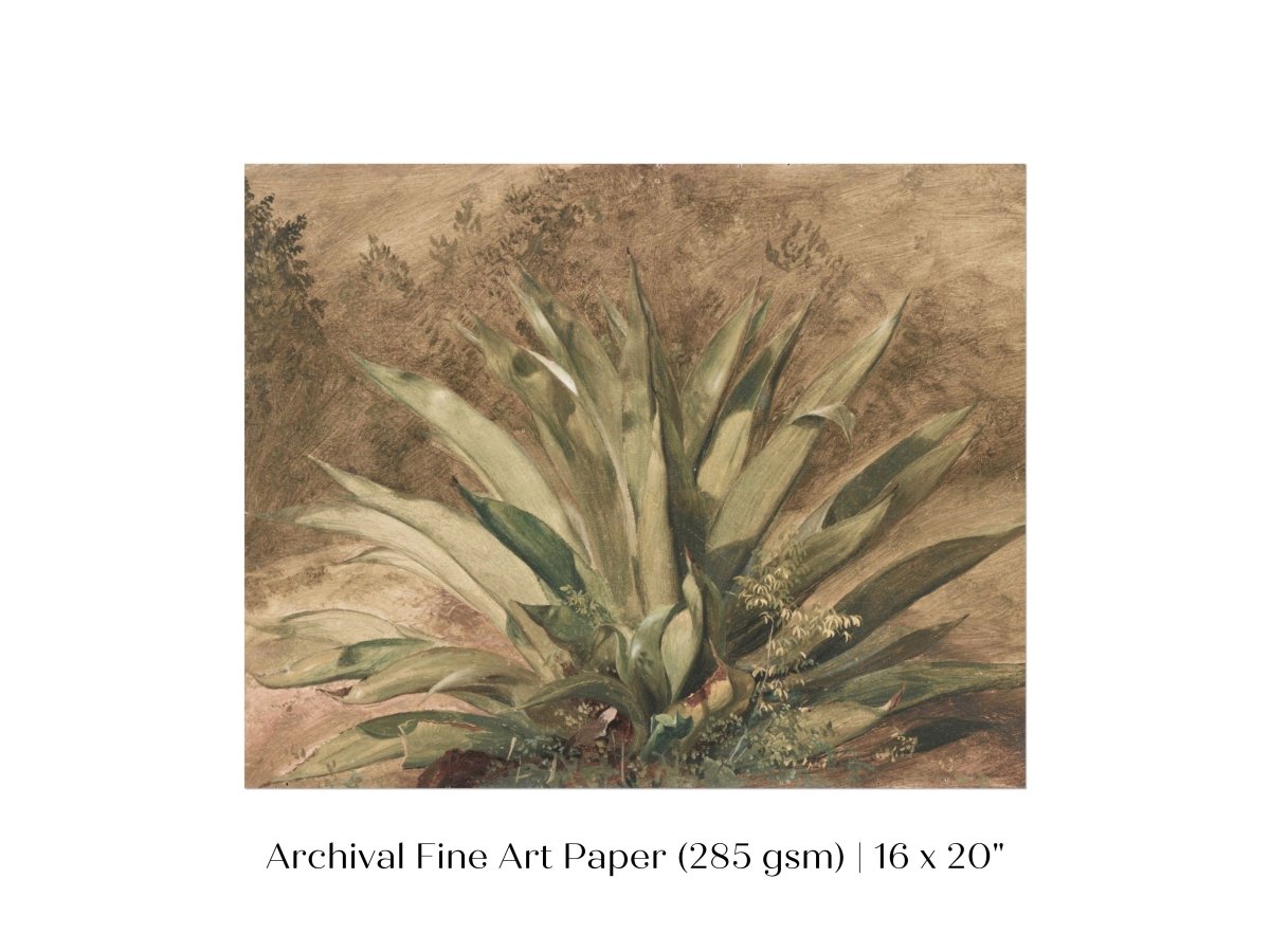 Century Plant | P371 - Single Art Prints - Piccolo Fiore Prints
