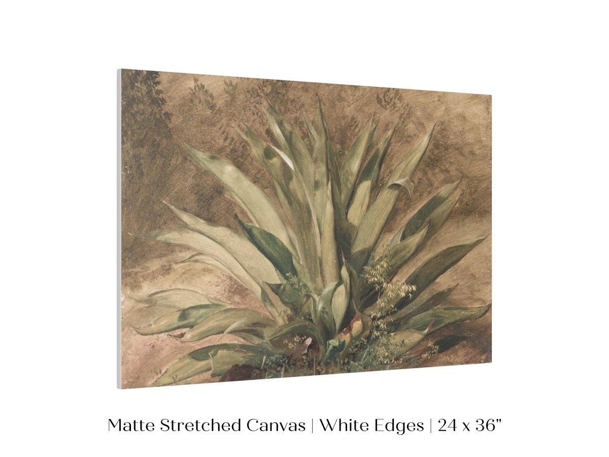 Century Plant | P371 - Single Art Prints - Piccolo Fiore Prints
