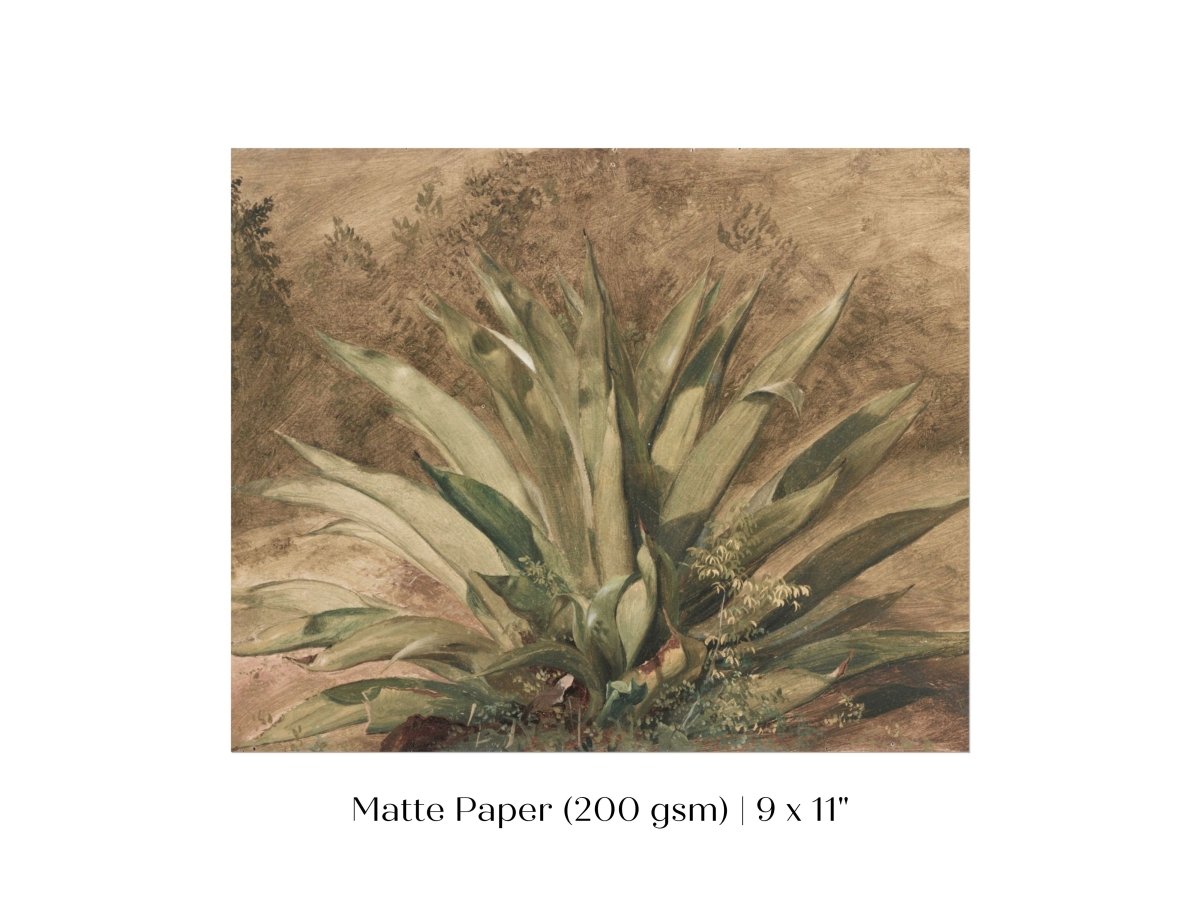 Century Plant | P371 - Single Art Prints - Piccolo Fiore Prints