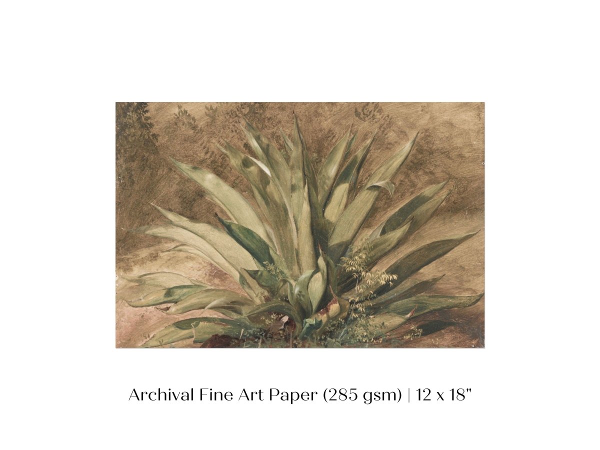 Century Plant | P371 - Single Art Prints - Piccolo Fiore Prints