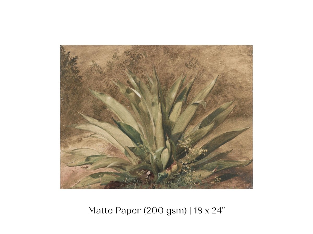 Century Plant | P371 - Single Art Prints - Piccolo Fiore Prints