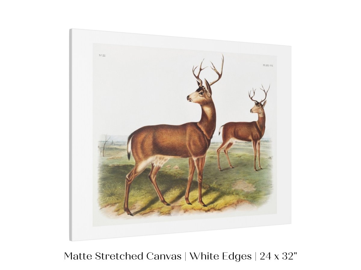 Columbian Black - tailed Deer | P72 - Single Art Prints - Piccolo Fiore Prints