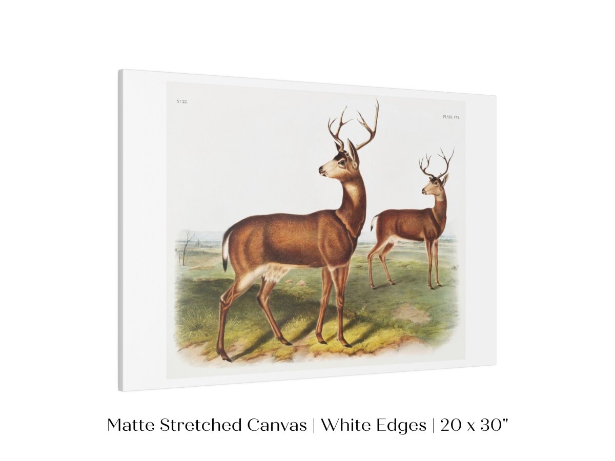 Columbian Black - tailed Deer | P72 - Single Art Prints - Piccolo Fiore Prints