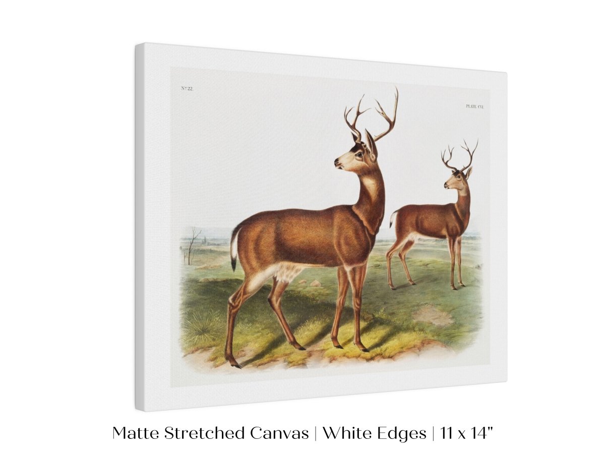 Columbian Black - tailed Deer | P72 - Single Art Prints - Piccolo Fiore Prints