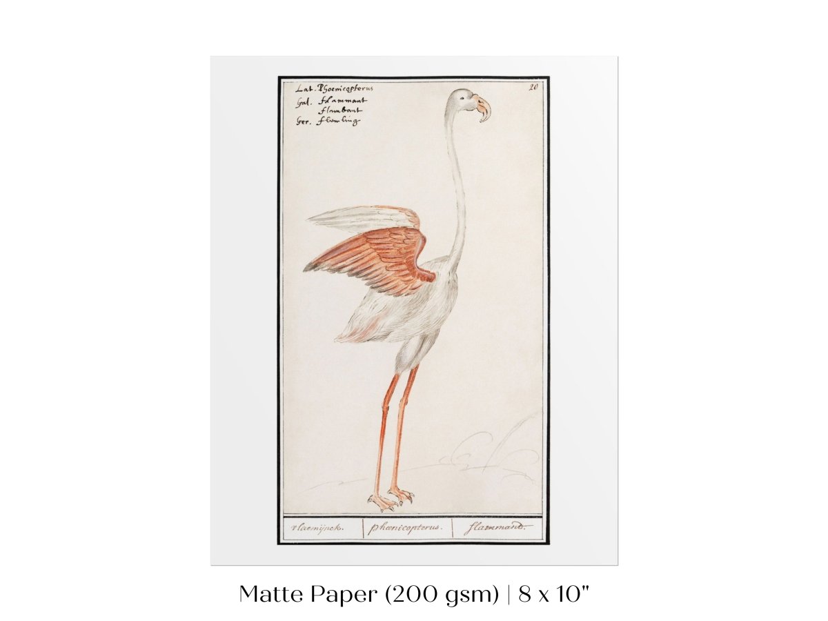 Common Flamingo | P365 - Single Art Prints - Piccolo Fiore Prints