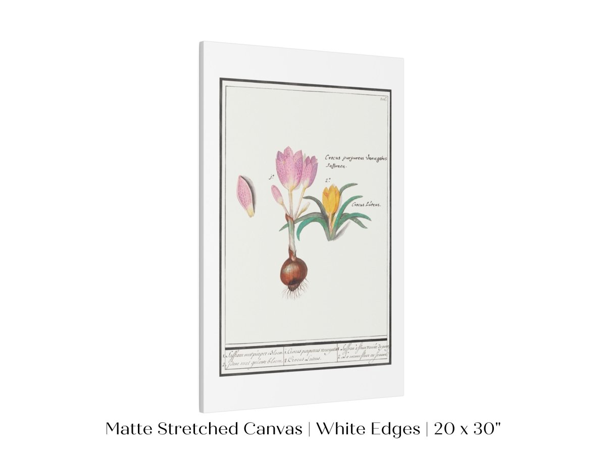 Crocus Illustration | P53 - Single Art Prints - Piccolo Fiore Prints