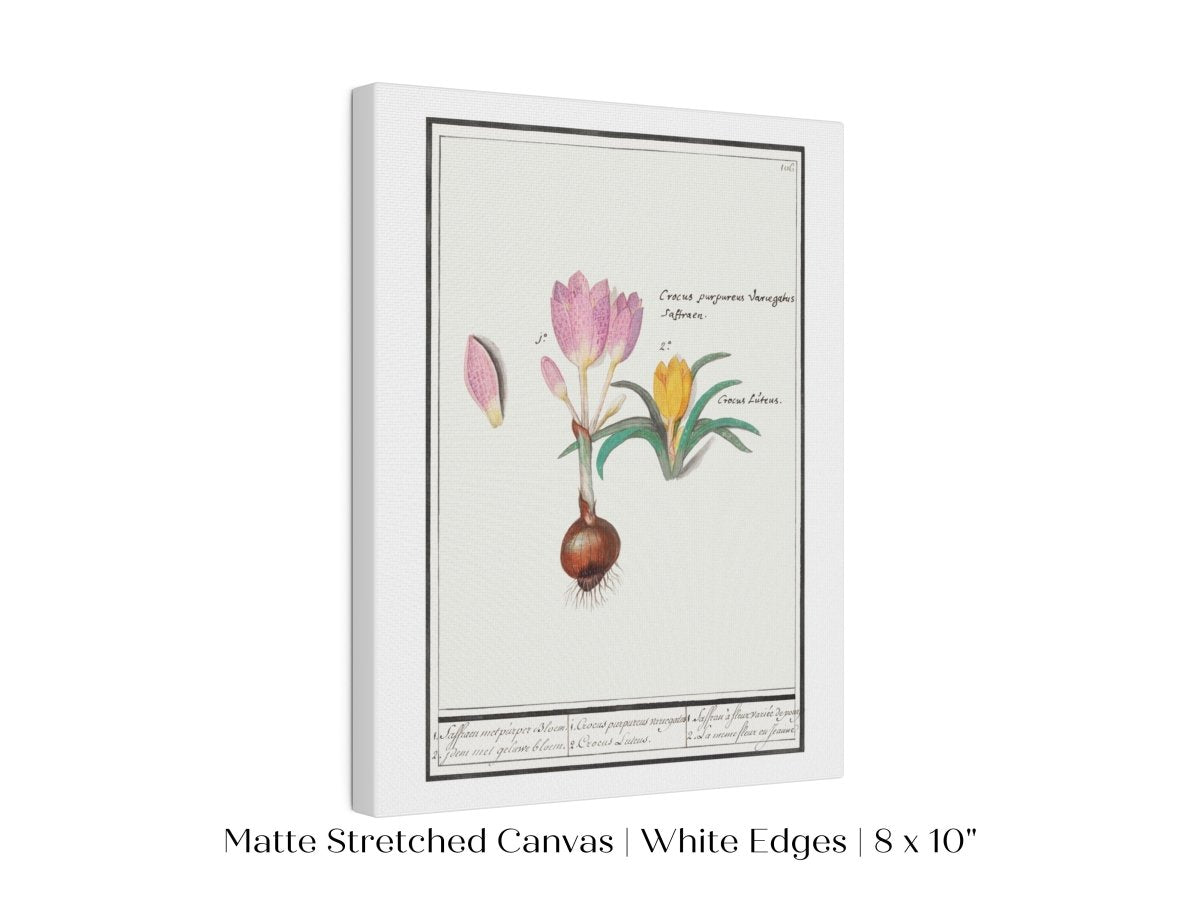 Crocus Illustration | P53 - Single Art Prints - Piccolo Fiore Prints