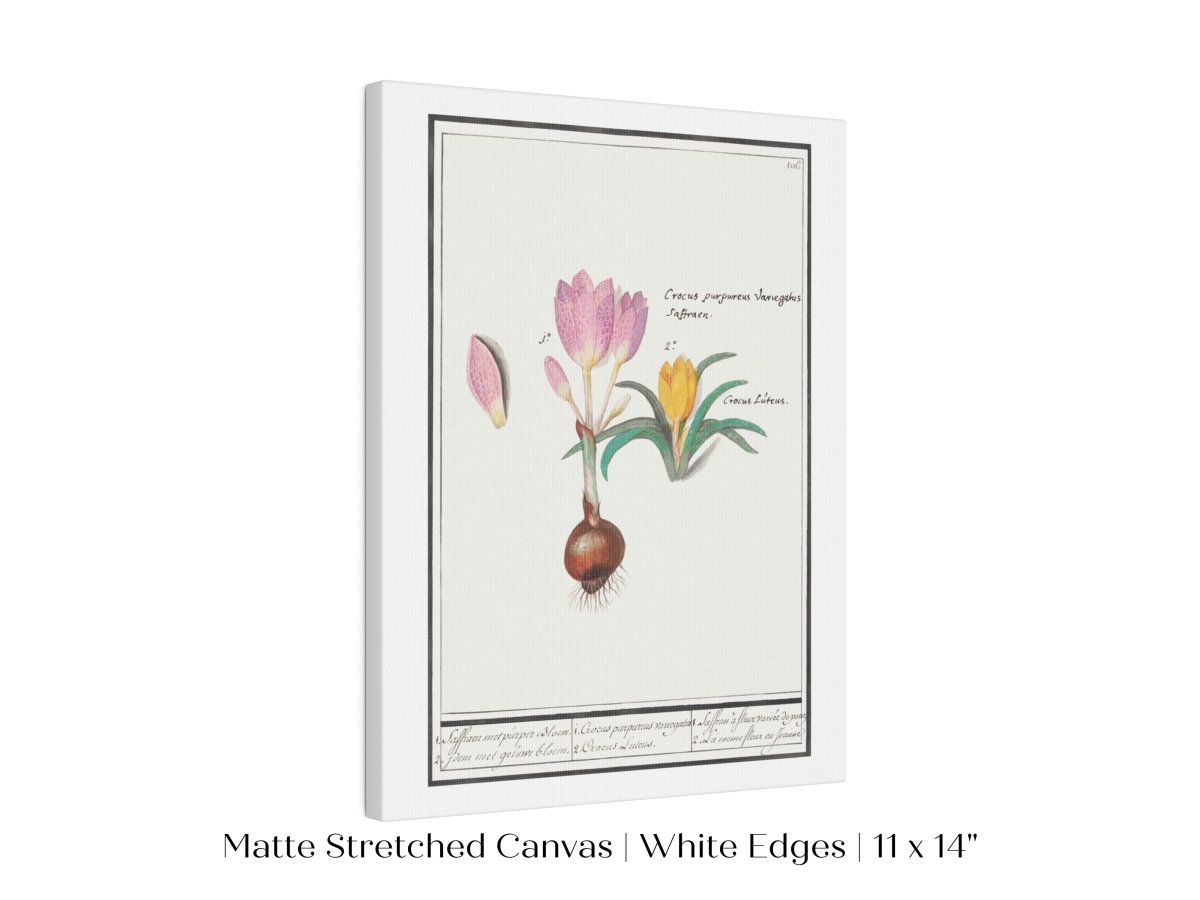 Crocus Illustration | P53 - Single Art Prints - Piccolo Fiore Prints