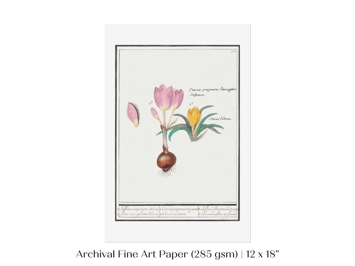 Crocus Illustration | P53 - Single Art Prints - Piccolo Fiore Prints