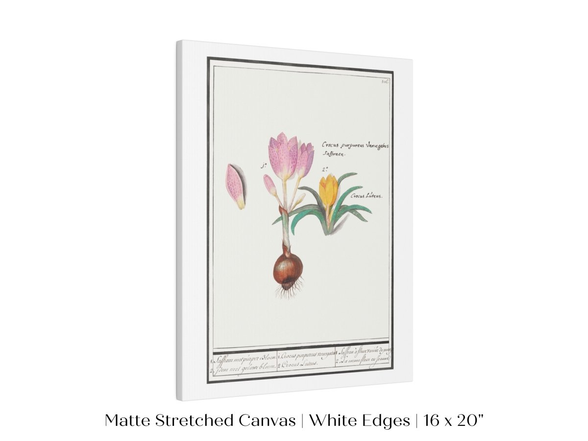 Crocus Illustration | P53 - Single Art Prints - Piccolo Fiore Prints