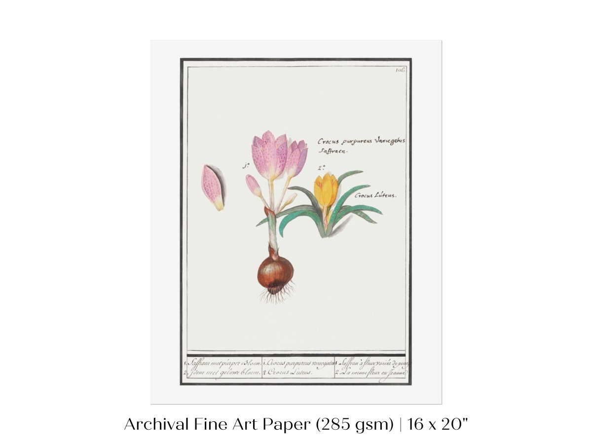 Crocus Illustration | P53 - Single Art Prints - Piccolo Fiore Prints