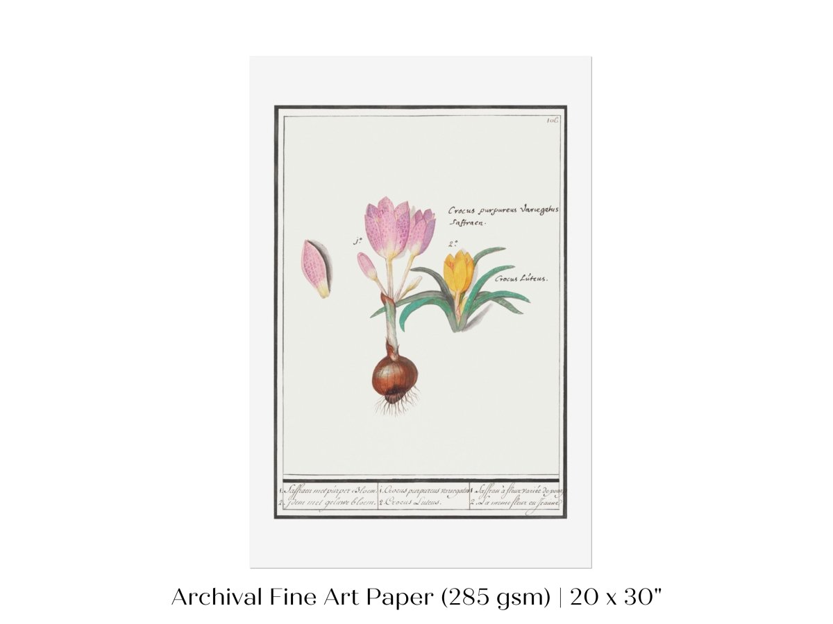 Crocus Illustration | P53 - Single Art Prints - Piccolo Fiore Prints