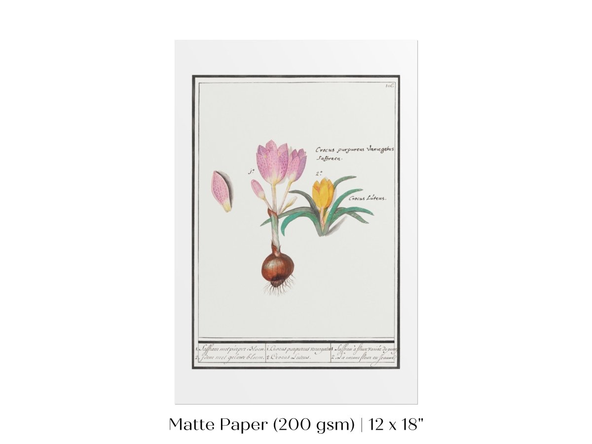 Crocus Illustration | P53 - Single Art Prints - Piccolo Fiore Prints