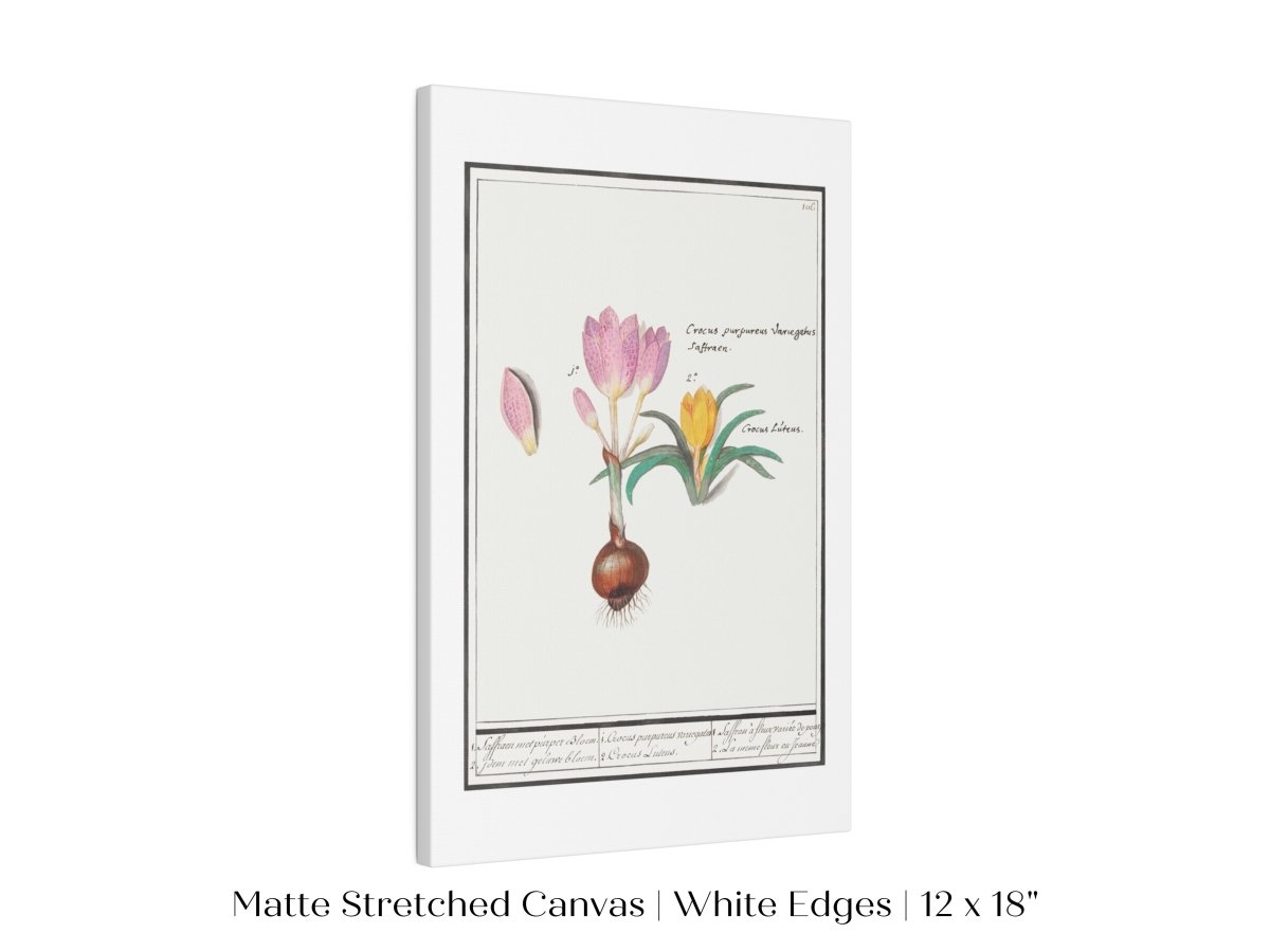 Crocus Illustration | P53 - Single Art Prints - Piccolo Fiore Prints