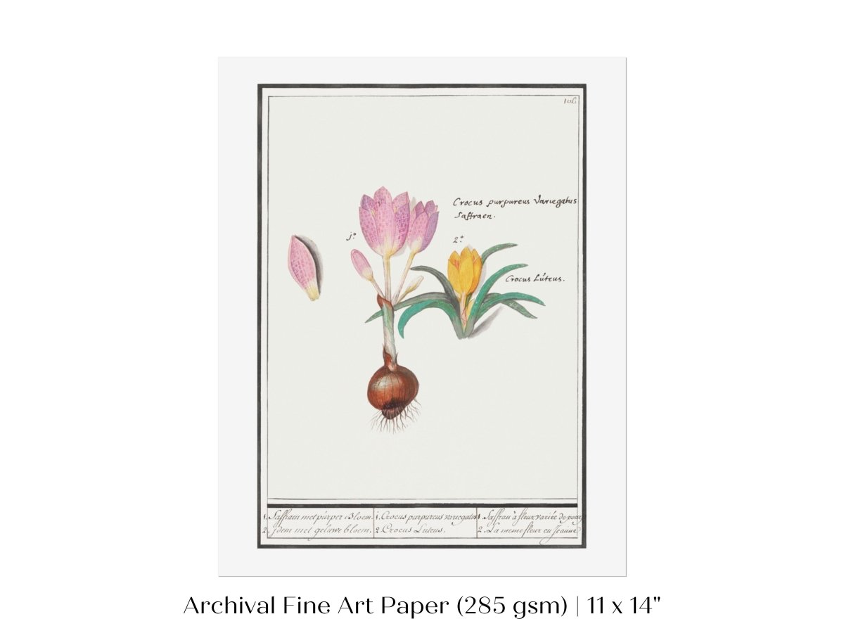 Crocus Illustration | P53 - Single Art Prints - Piccolo Fiore Prints