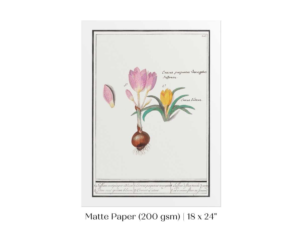 Crocus Illustration | P53 - Single Art Prints - Piccolo Fiore Prints