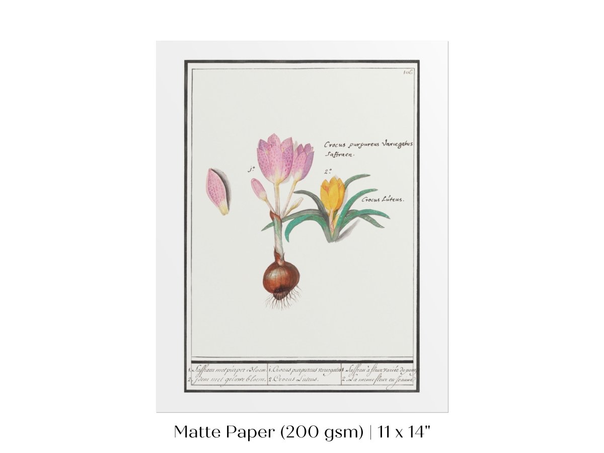 Crocus Illustration | P53 - Single Art Prints - Piccolo Fiore Prints