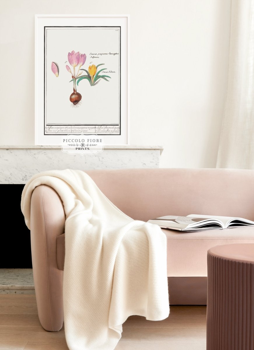 Crocus Illustration | P53 - Single Art Prints - Piccolo Fiore Prints