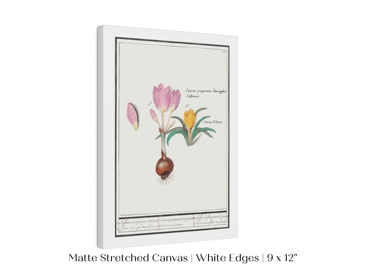 Crocus Illustration | P53 - Single Art Prints - Piccolo Fiore Prints
