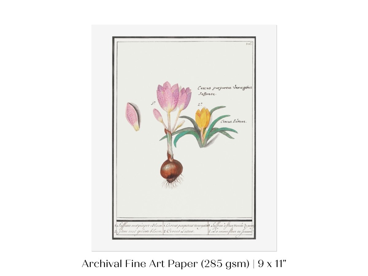 Crocus Illustration | P53 - Single Art Prints - Piccolo Fiore Prints