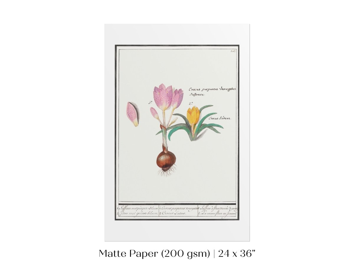 Crocus Illustration | P53 - Single Art Prints - Piccolo Fiore Prints