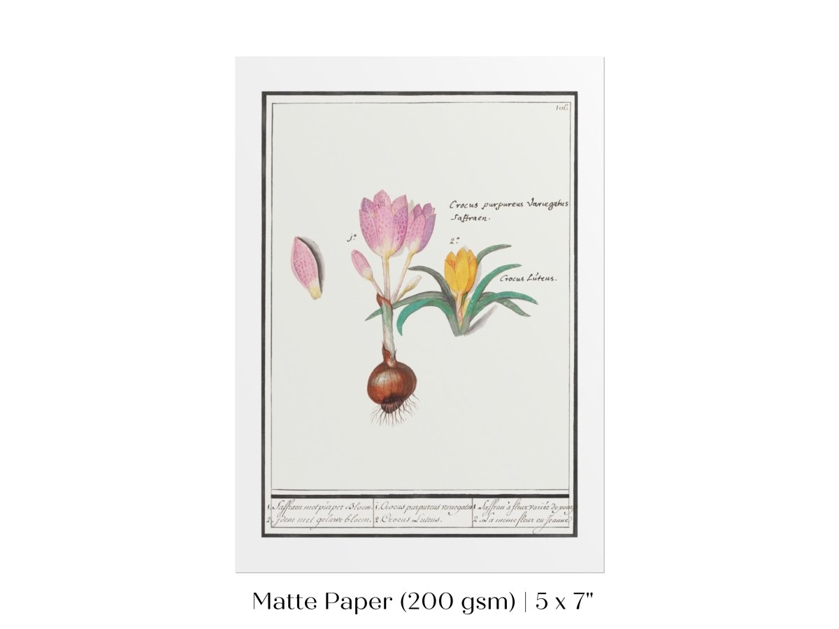 Crocus Illustration | P53 - Single Art Prints - Piccolo Fiore Prints