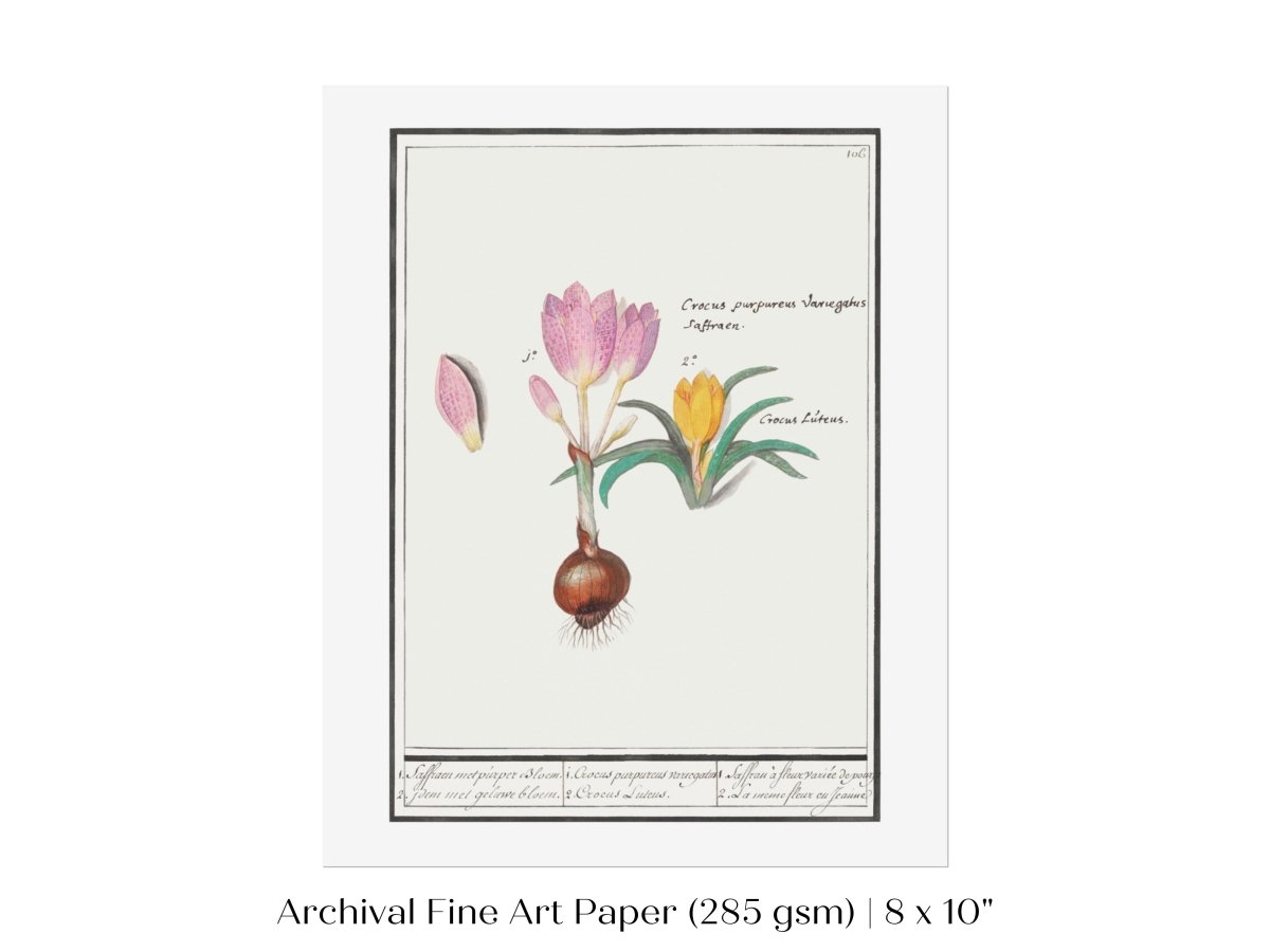 Crocus Illustration | P53 - Single Art Prints - Piccolo Fiore Prints