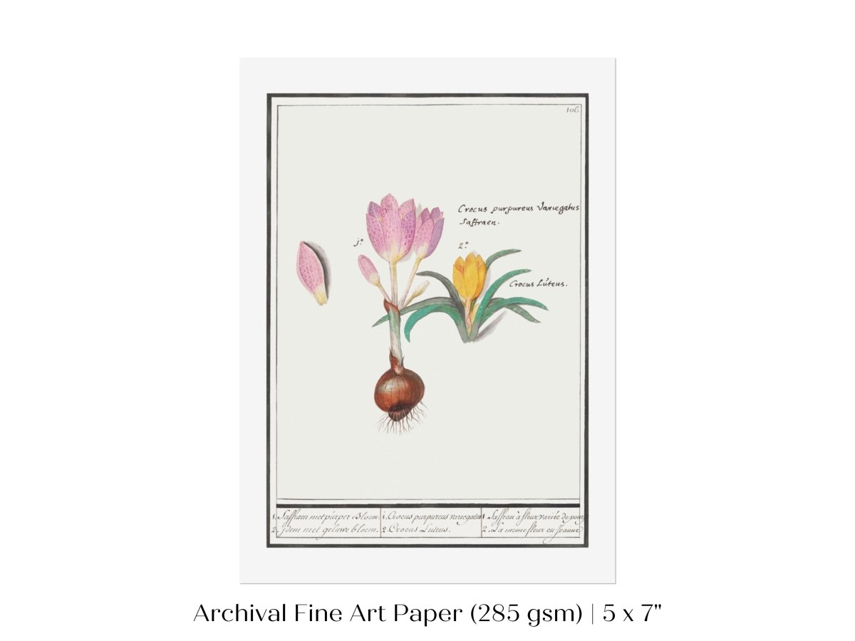 Crocus Illustration | P53 - Single Art Prints - Piccolo Fiore Prints