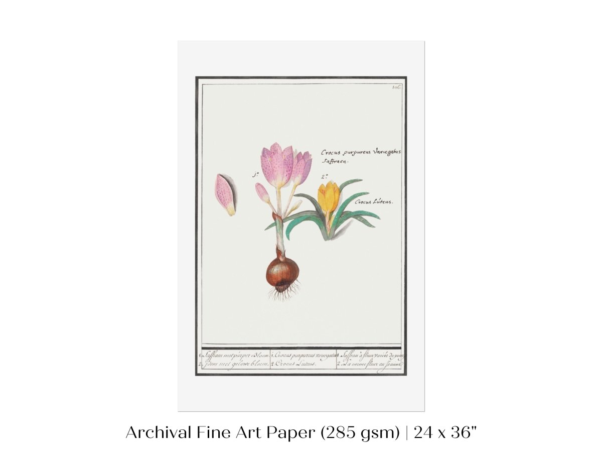 Crocus Illustration | P53 - Single Art Prints - Piccolo Fiore Prints