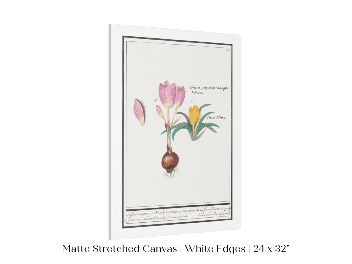 Crocus Illustration | P53 - Single Art Prints - Piccolo Fiore Prints