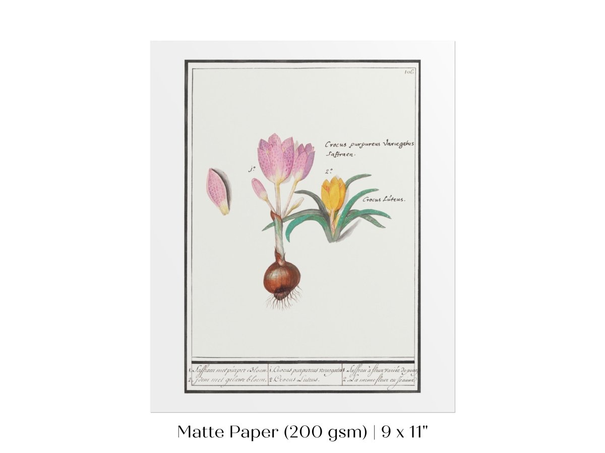 Crocus Illustration | P53 - Single Art Prints - Piccolo Fiore Prints