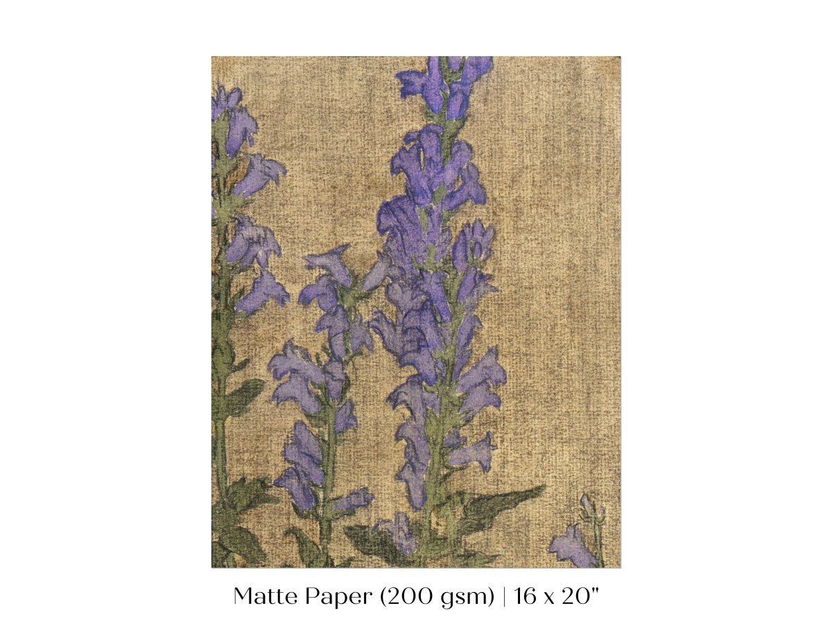 Delphinium | P276 - Single Art Prints - Piccolo Fiore Prints