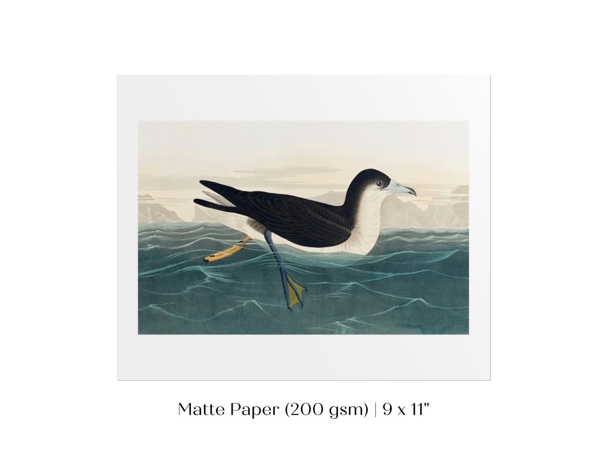 Dusky Petrel | P62 - Single Art Prints - Piccolo Fiore Prints