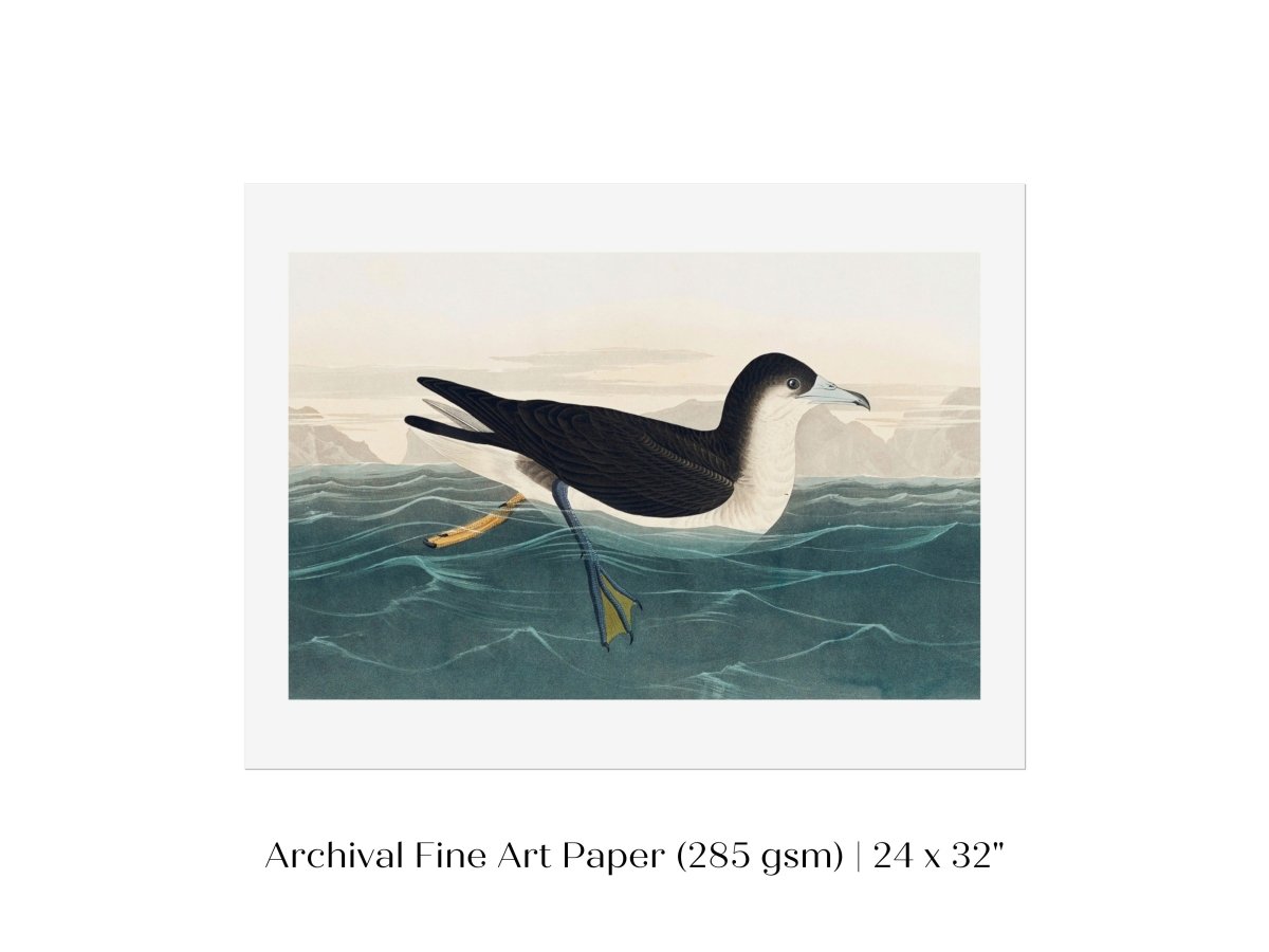 Dusky Petrel | P62 - Single Art Prints - Piccolo Fiore Prints