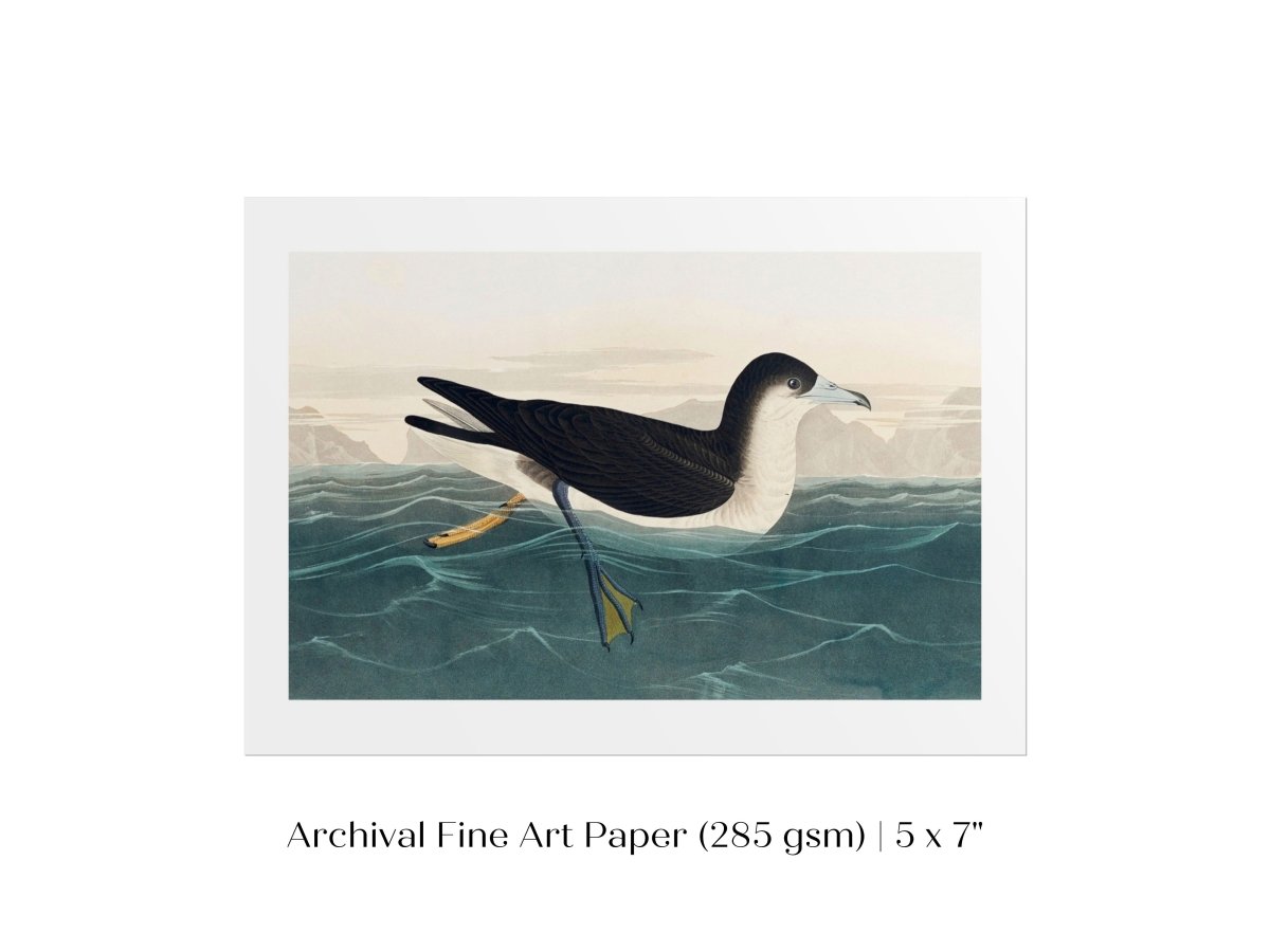 Dusky Petrel | P62 - Single Art Prints - Piccolo Fiore Prints