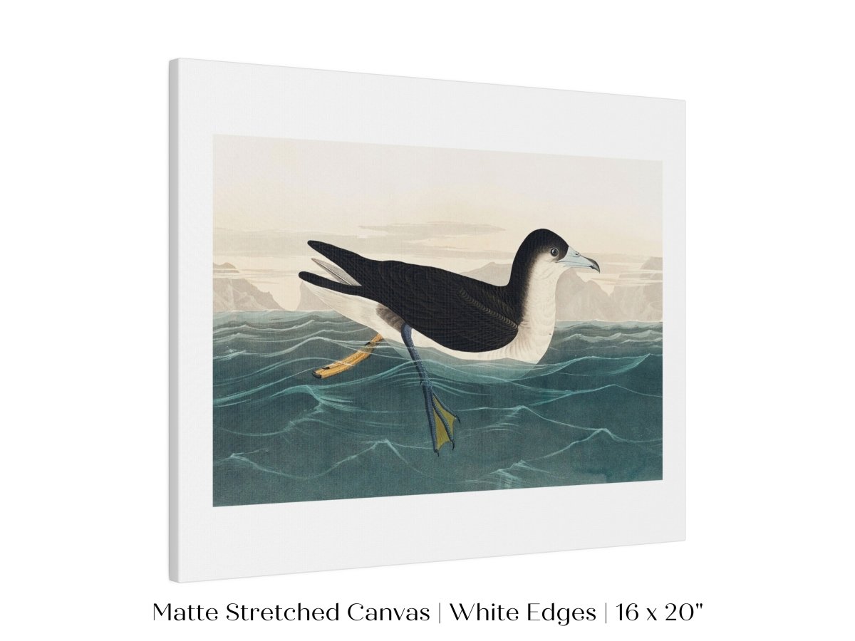 Dusky Petrel | P62 - Single Art Prints - Piccolo Fiore Prints